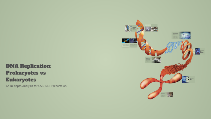 DNA Replication: Prokaryotes vs Eukaryotes by Shweta Kv on Prezi