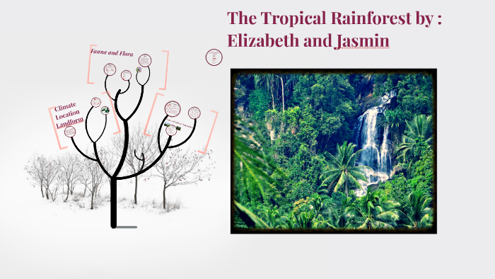 The Tropical Rainforest by Elizabeth Nguyen on Prezi