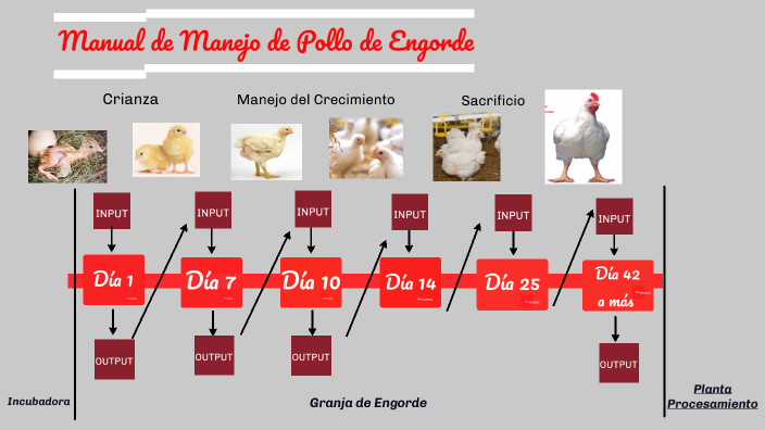 Etapas De Produccion De Pollos De Engorde