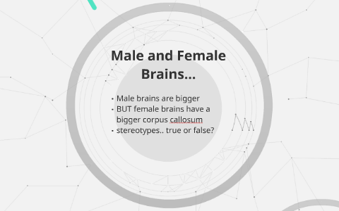 Chemical Differences Between Male and Female Brains by Valeria ...