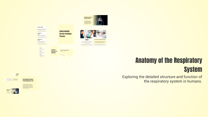 Anatomy of the Respiratory System by Za Za on Prezi