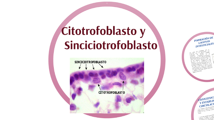 APARICIÓN DEL CITOTROFOBLASTO Y SINCICIOTROFOBLASTO by Anel Fabiola ...