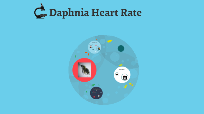 daphnia-heart-rate-by-chynna-swoveland