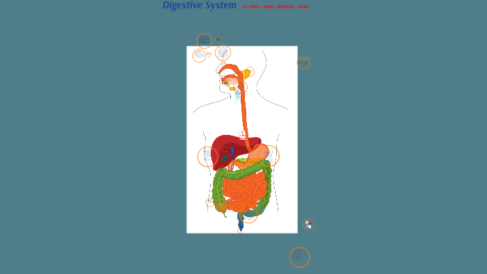 Digestive System by Anna Anna on Prezi