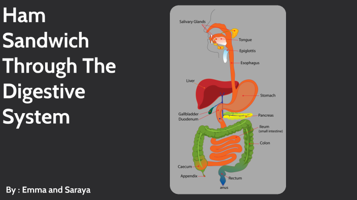 journey through the digestive system essay