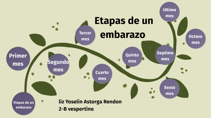 Etapas De Un Embarazo By Liz Yoselin Astorga Rendon 5319