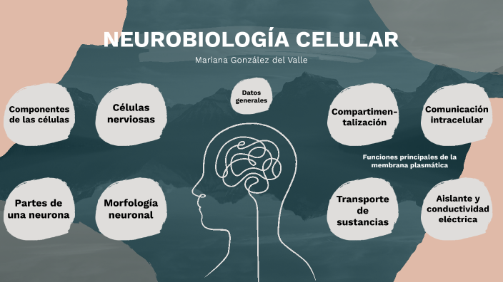 Neurobiologia by Mariana González on Prezi