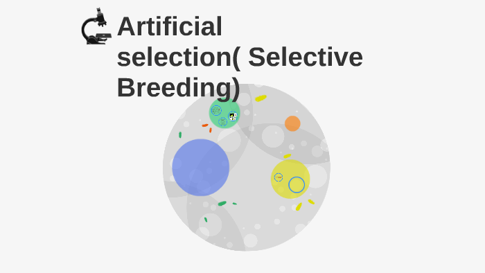 Artificial selection( selective Breeding) by Emmanuella Diji