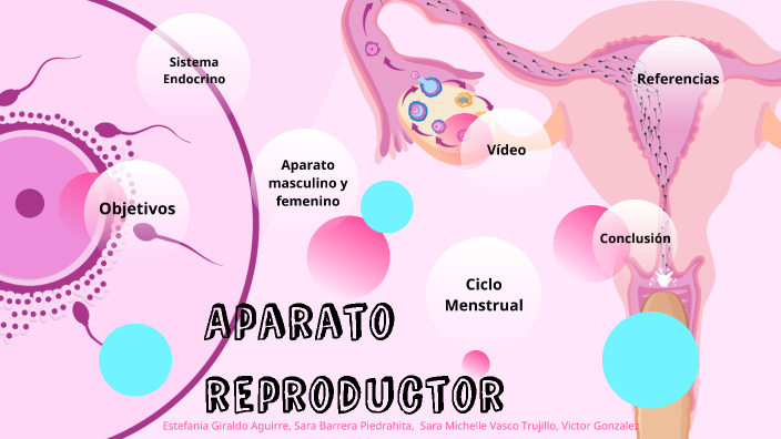 Aparato Reproductor by Estefania Giraldo on Prezi