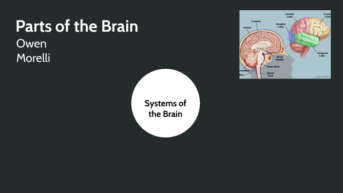 Parts of the Brain by Owen Morelli on Prezi