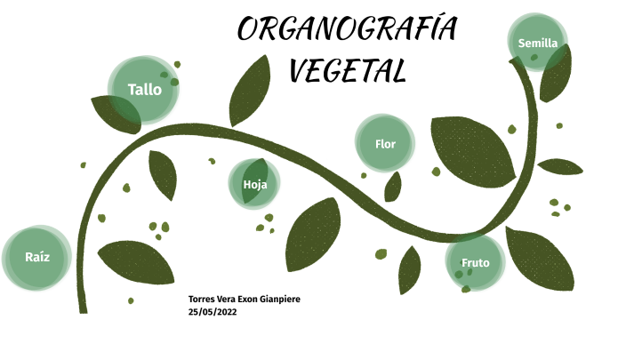 Organografia Vegetal By Torres Vera Exon Gianpiere 7423