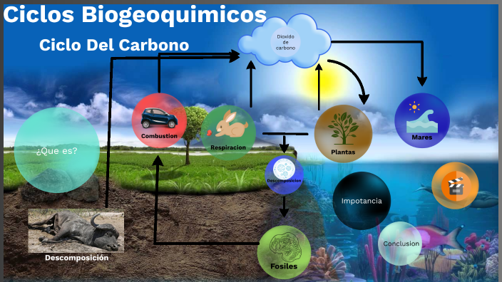 Ciclo Biogeoquimico Del Carbono