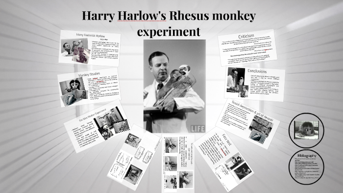 what is the rhesus monkey experiment