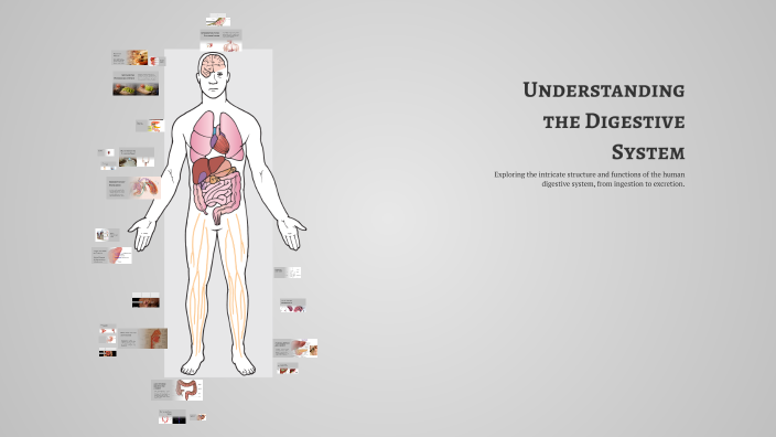 Understanding the Digestive System by hussein algtrany on Prezi