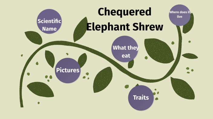 Chequered Elephant Shrew by Addison Proctor on Prezi