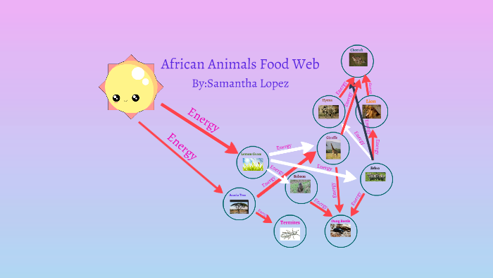 African Animals Food Web by Samantha Lopez