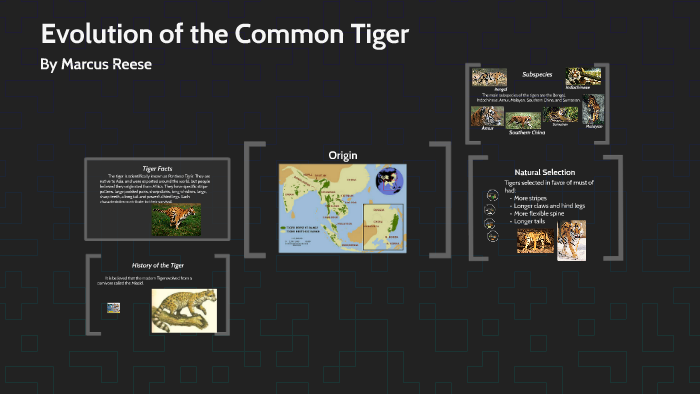 Evolution of the Common Tiger by Marcus Reese on Prezi