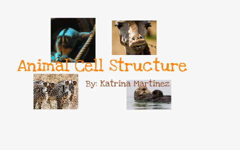 Animal Cell Structure by katrina martinez on Prezi