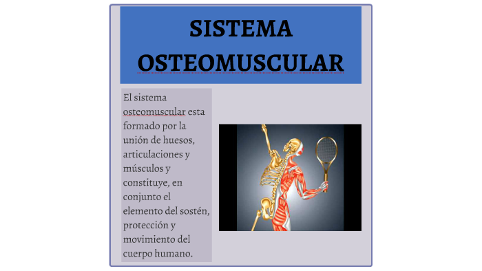 Sistema Osteomuscular By Angelica Maria Guzman Posada 3182