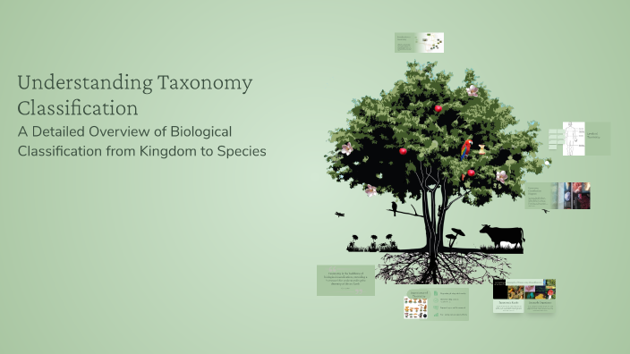 Understanding Taxonomy Classification by Samuel Zisholtz on Prezi