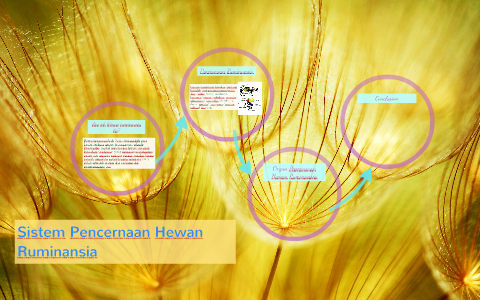 Sistem Pencernaan Hewan Ruminansia By Zhafira Nadiya On Prezi