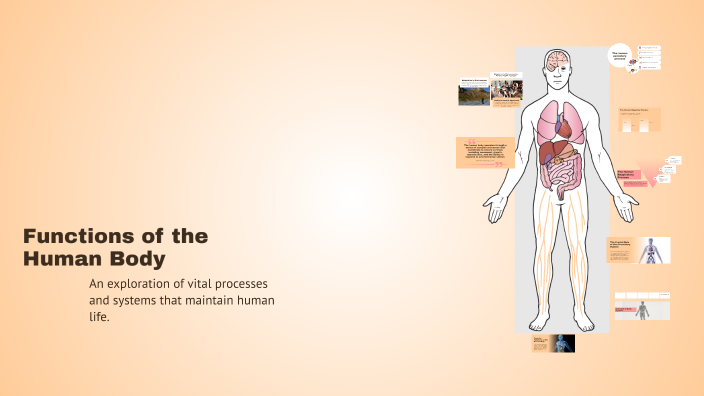 Functions of the Human Body by Nayana Disanayaka on Prezi