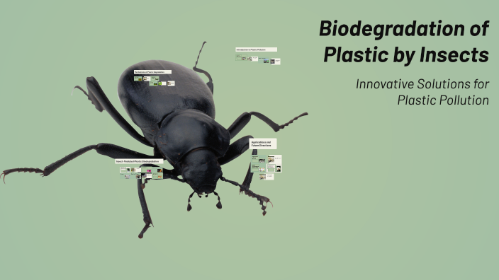 Biodegradation of Plastic by Insects by Muhammad KhEDR on Prezi