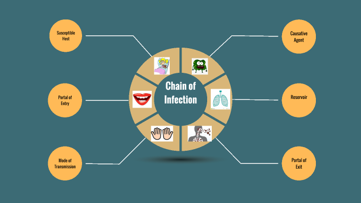 Chain of Infection by Mary Warren on Prezi