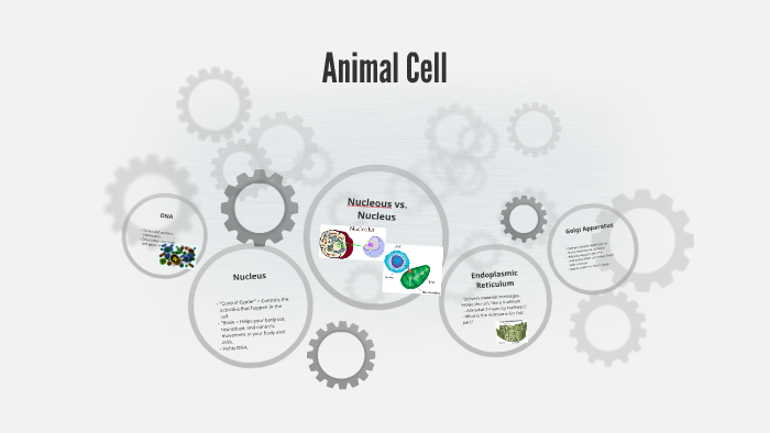 Animal Cell by Madeleine Tasini on Prezi