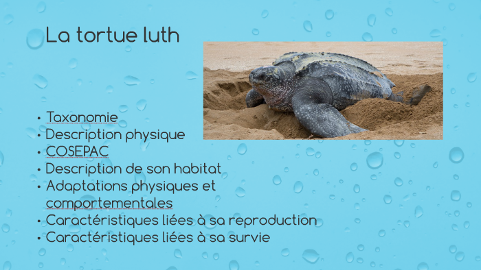 Cycle de vie de la tortue luth