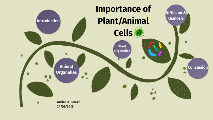 Importance of Animal/Plant Cells by Ciara Lowndes