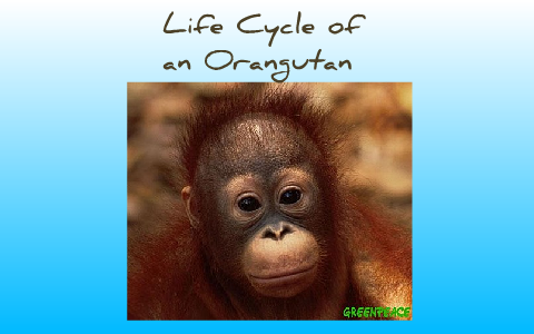  Orangutan  Monkey s Life  Cycle  by Dani Dunn on Prezi Next