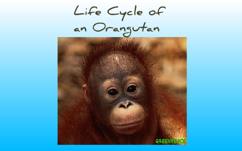 Orangutan Monkey's Life Cycle by Dani Dunn on Prezi Next