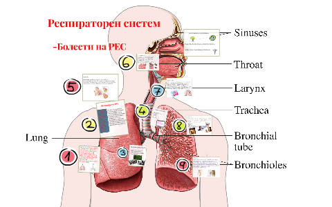 Респираторен систем by Тамара кристина илкоска павлеска on Prezi