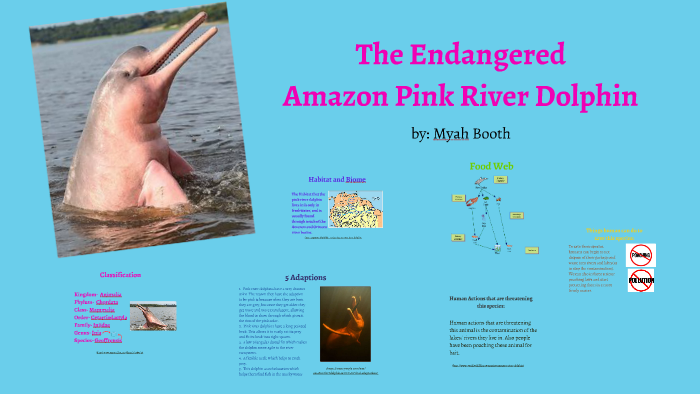 Amazon Pink River Dolphin By Myah Booth