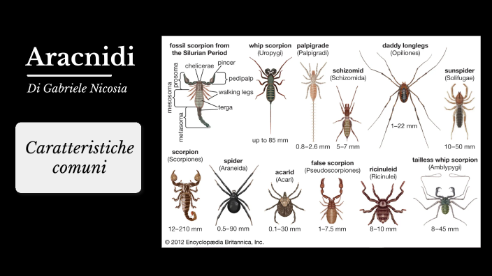 Aracnidi by Gabriele Nicosia on Prezi