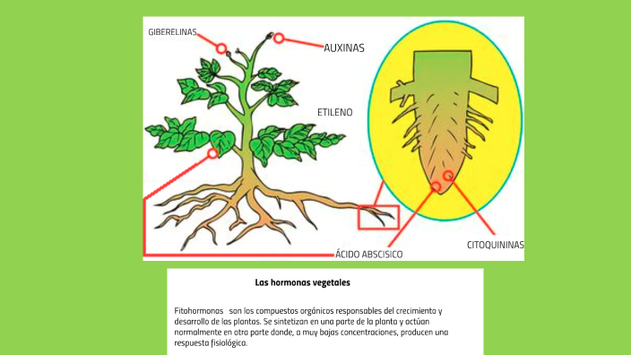 Las hormonas vegetales by Gabriel Mosquera