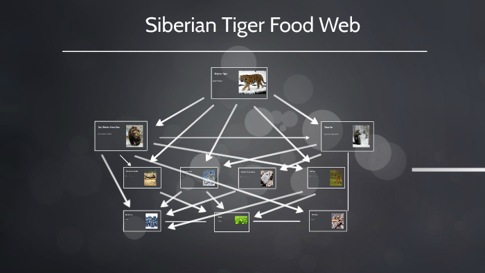 Siberian Tiger Food Web by tom wenke on Prezi