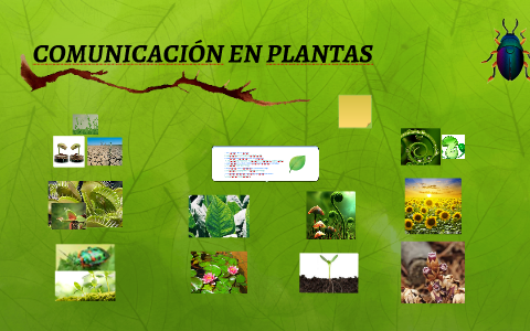 comunicaci-n-en-plantas-by-zenaida-tacusi-on-prezi