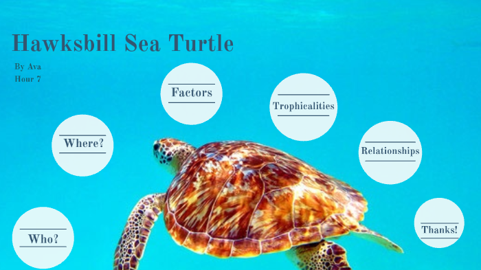 Hawksbill Sea Turtle by Ava Lund on Prezi