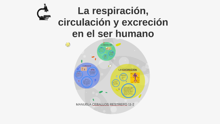 La respiración, circulación y excreción en el ser humano by Manuela ...