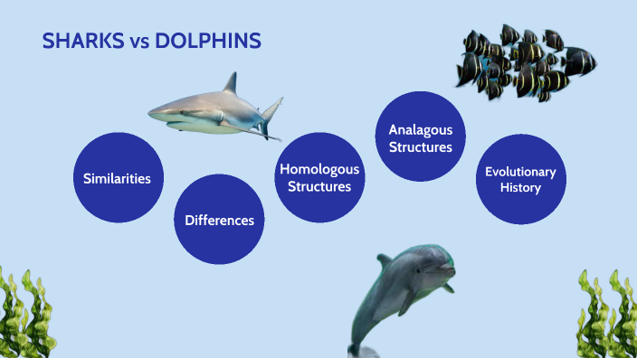 SHARKS vs DOLPHINS by Ashlyn Byrnes on Prezi