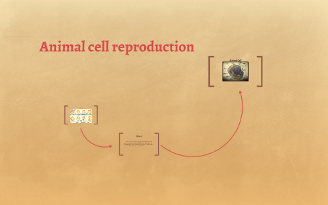 Animal cell by Asher Prezi on Prezi