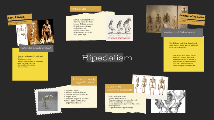 Bipedalism by Kolin Stegmaier on Prezi