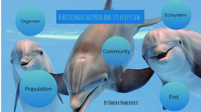 A Bottlenose Dolphin and its Ecosystem by Danika Franckaerts on Prezi