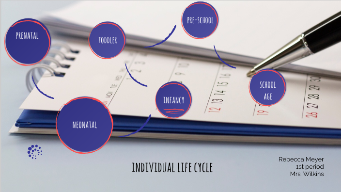 Individual Life Cycle by Rebecca Meyer on Prezi
