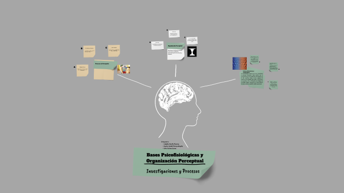 Bases psicofisiológicas de la percepción by Sofia Salinas Gaona on Prezi