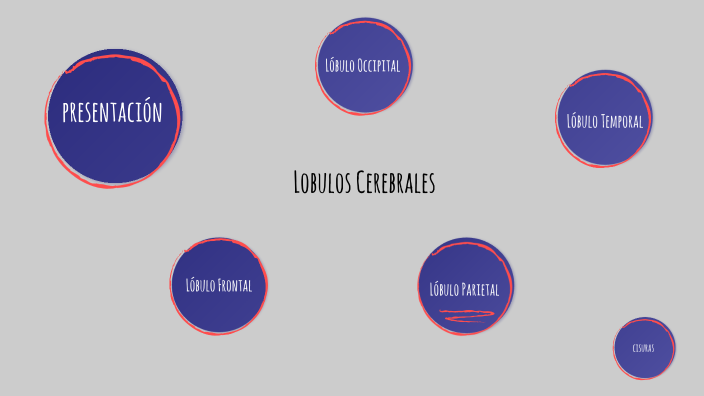 Lobulos Cerebrales By ACCQ ACCQ On Prezi