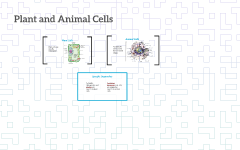 Plant and Animal Cells by Megan Tay on Prezi