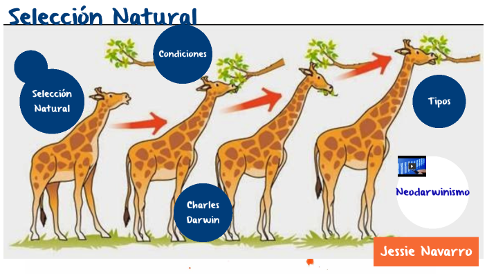 Tipos De Seleccion Natural Mecanismos Y Barreras prezi.com